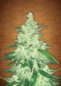 CBD Crack Auto od FastBuds nasiona marihuany