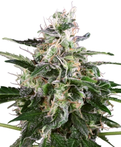 White Skunk Auto od White Label nasiona marihuany