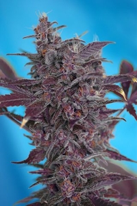Black Cream Auto od Sweet Seeds nasiona marihuany