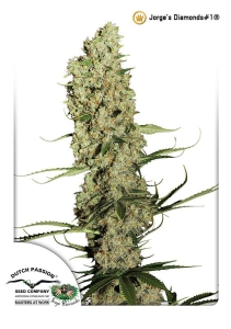 Jorge’s Diamonds #1 od Dutch Passion nasiona marihuany