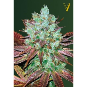 NYV Diesel od Victory Seeds nasiona marihuany