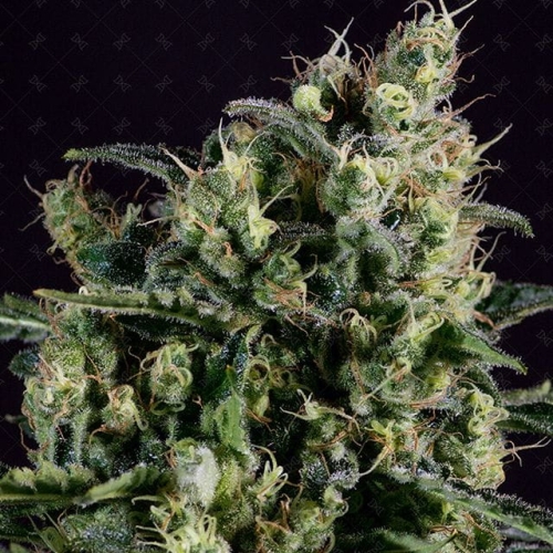 Easy Haze