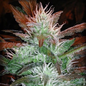 Auto Soviet od Autofem nasiona marihuany