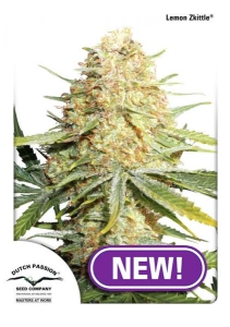 Lemon Zkittle od Dutch Passion nasiona marihuany