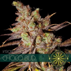 Choco Bud od Vision Seeds nasiona marihuany