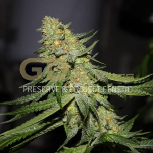 GD Town od Green Devil Genetics nasiona marihuany