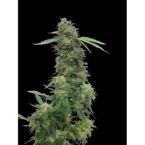 Torpedo od Vip Seeds nasiona marihuany