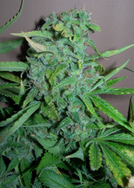 Maroc x Guerilla Grape od Bebook Flavour nasiona marihuany