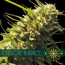 Critical Impact od Vision Seeds nasiona marihuany