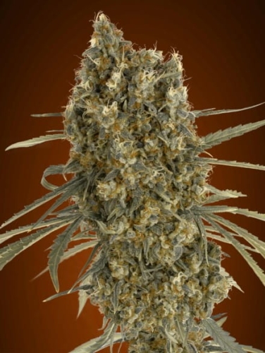 Jack Herer Auto