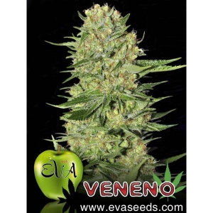 Veneno od Eva Seeds nasiona marihuany
