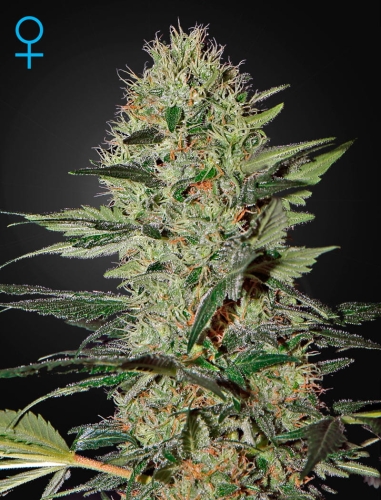 Exodus Cheese Auto 