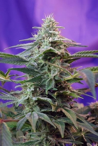 Sweet Special Auto od Sweet Seeds nasiona marihuany