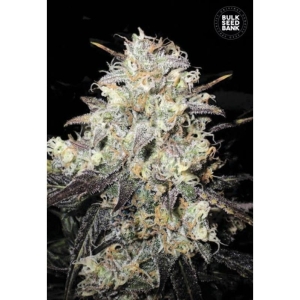 Auto Cocopopo od Bulk Seed Bank nasiona marihuany