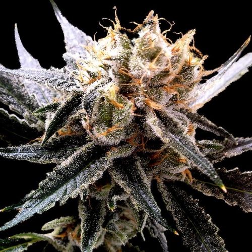 Sour Tangie