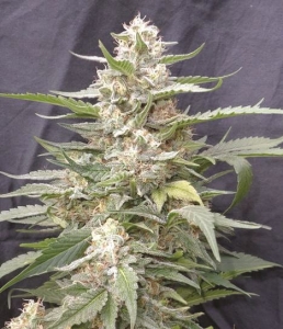 Lemon Amber Kush od G13 Labs nasiona marihuany
