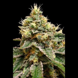 OG LA Affie od DNA Genetics nasiona marihuany