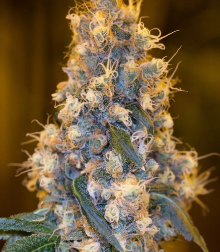 Blue Fire