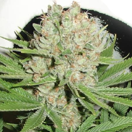 Blue Pearl Auto