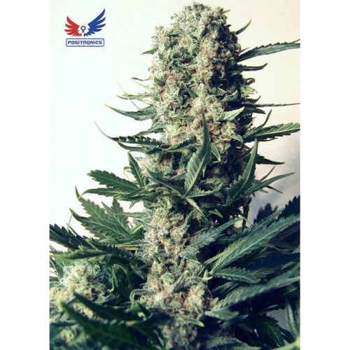 Critical #47