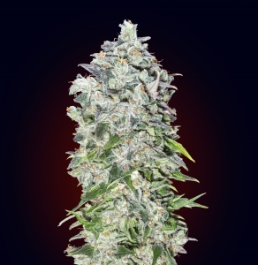 Auto 00 Kush od 00 Seeds Bank nasiona marihuany