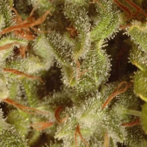 Sativa Champions Pack od Paradise Seeds nasiona marihuany