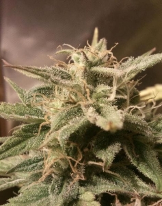 Auto Bubble od Female Seeds nasiona marihuany