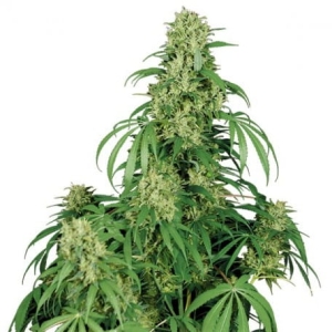 Calamity Jane Auto od Buddha Seeds nasiona marihuany