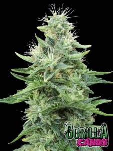Gorilla Candy od Eva Seeds nasiona marihuany