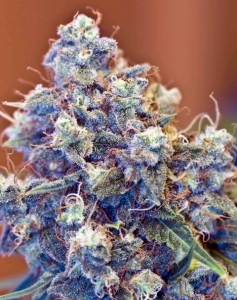 ICED Grapefruit od Female Seeds nasiona marihuany