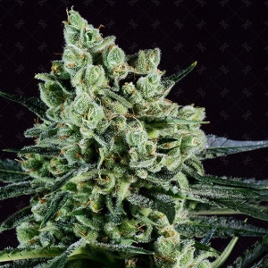 Best Mango od Genofarm nasiona marihuany