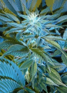 Sandstorm od Cannabiogen nasiona marihuany