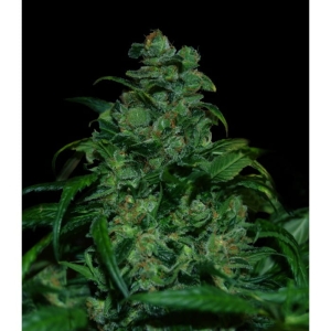 Tank od Vip Seeds nasiona marihuany