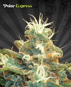 Polar Express Auto od Auto Seeds nasiona marihuany