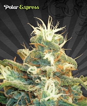 Polar Express Auto