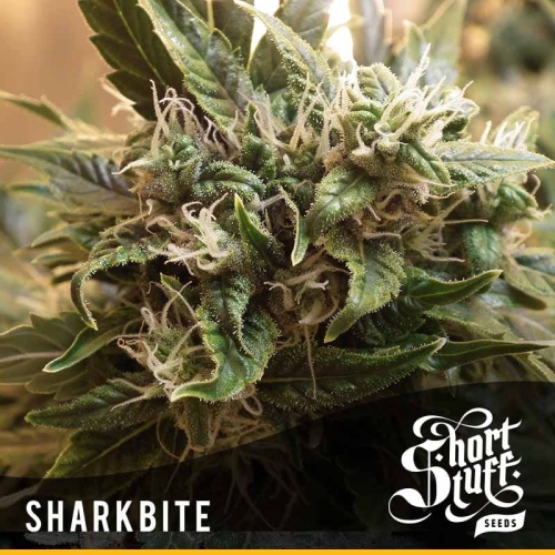 Auto Sharkbite