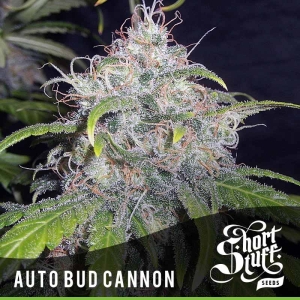 Auto Bud Cannon od Short Stuff Seedbank nasiona marihuany
