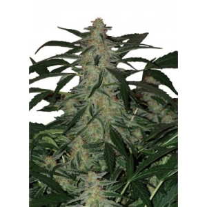 Deimos Auto od Buddha Seeds nasiona marihuany
