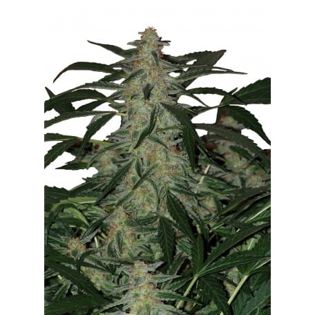 Deimos Auto