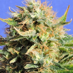 Chronic Lights od Original Sensible Seeds nasiona marihuany