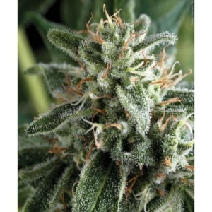 Northern Light od Amaranta Seeds nasiona marihuany