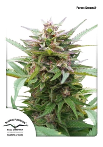 Forest Dream od Dutch Passion nasiona marihuany