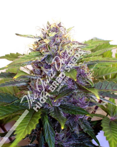 Purple Ryder Auto