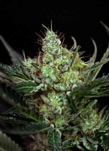 Rittus Haze od Absolute Cannabis Seeds nasiona marihuany