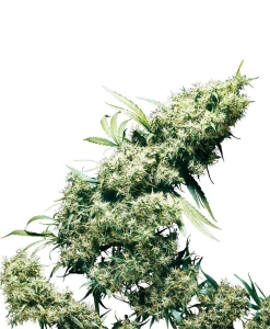 Jamaican Pearl od Sensi Seeds nasiona marihuany