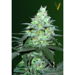 Auto Original Blueberry