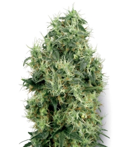 White Gold od White Label nasiona marihuany