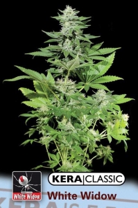 White Widow od Kera Seeds nasiona marihuany