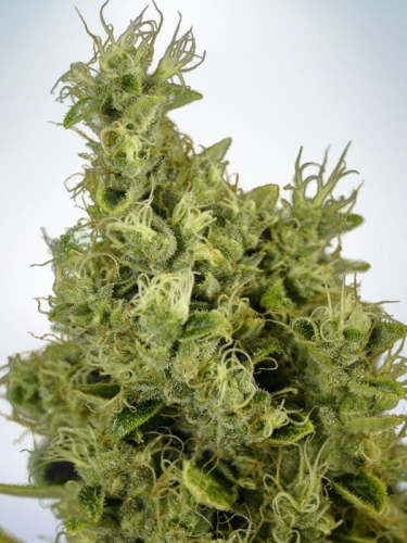 Mandarin Haze 