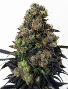 Acid Dough od Ripper Seeds nasiona marihuany